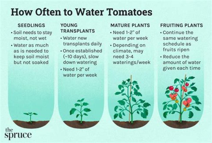 Should you water tomatoes every day?