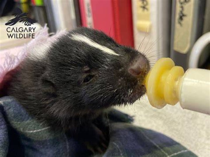 What's a baby skunk called?