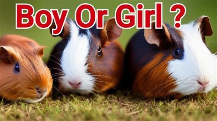 What's better boy or girl guinea pig?