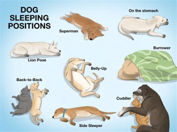 What's the average cost to put a dog to sleep?