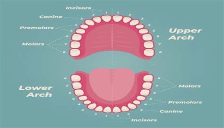 What's the biggest tooth in your mouth?