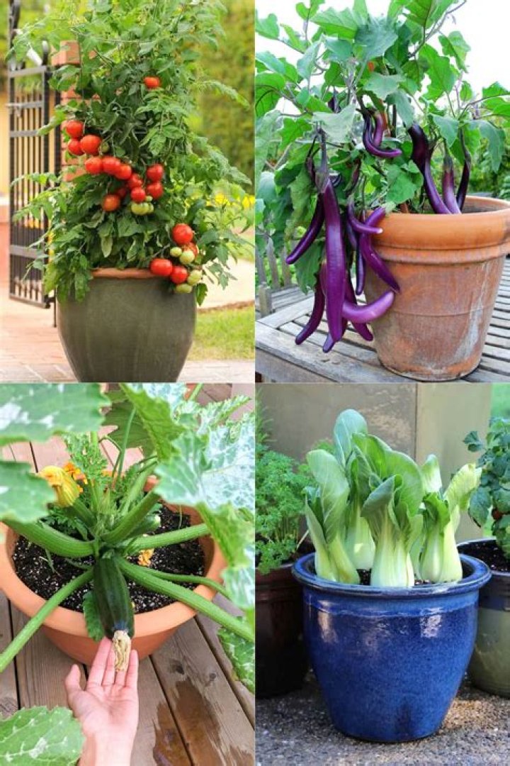 What's the easiest vegetable to grow?