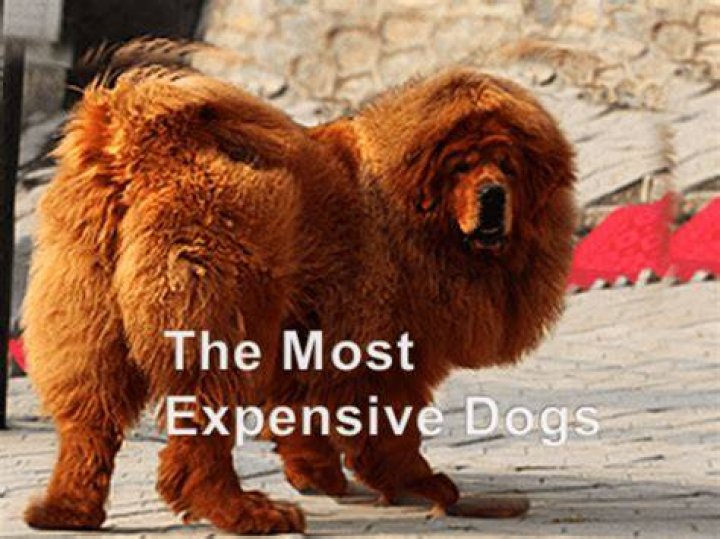 What's the most expensive dog?