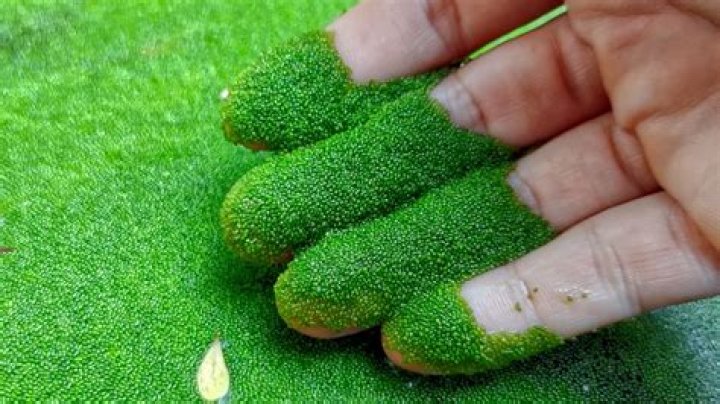 What's the smallest fruit?
