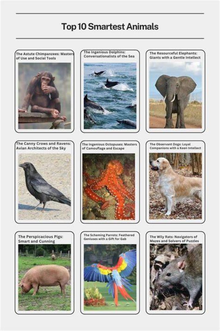 What's the smartest shark?