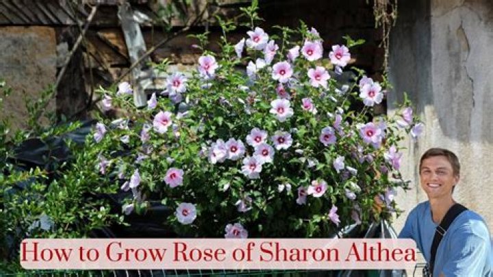 What's wrong with my rose of Sharon?