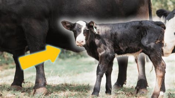 What age can calves go outside?