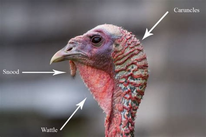 What age does turkey neck start?