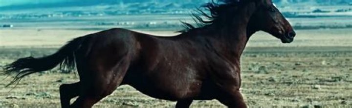What animal are horses afraid of?