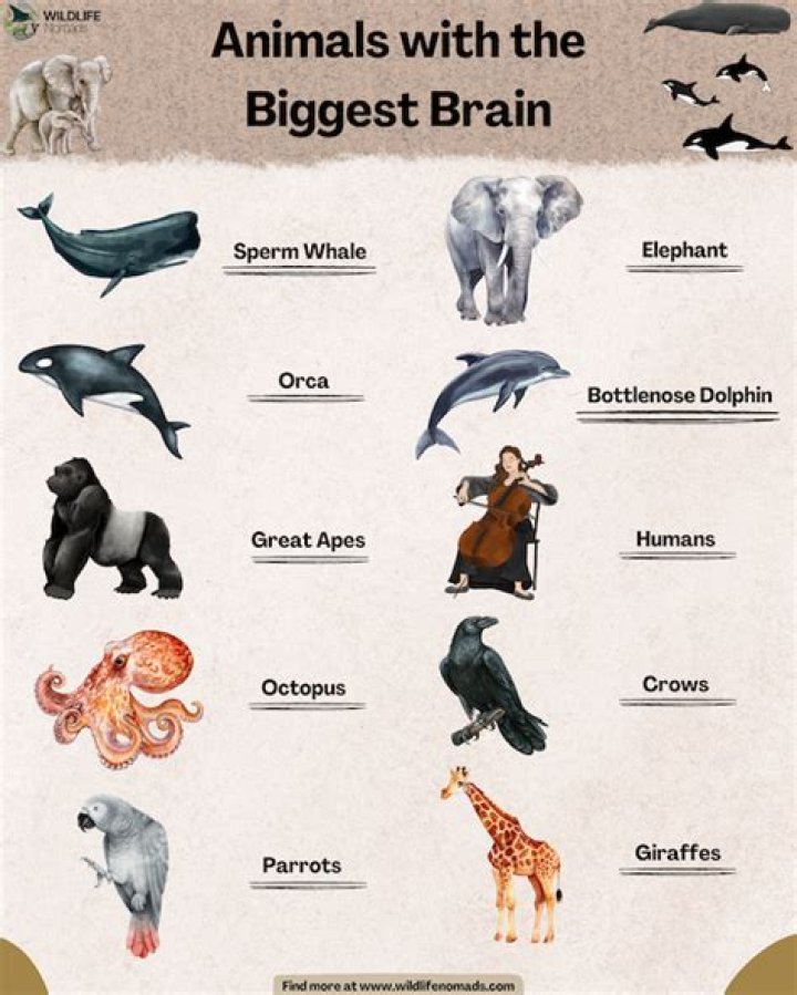What animal has the most powerful brain?