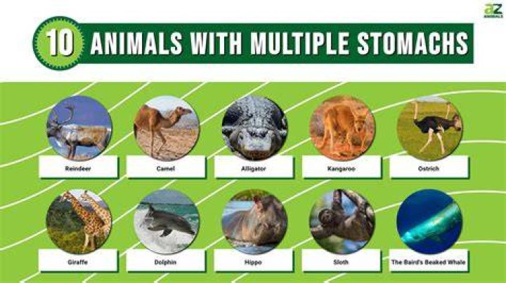 What animal has the strongest stomach acid?