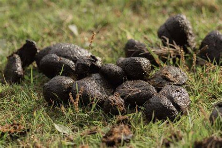 What animal has the weirdest poop?
