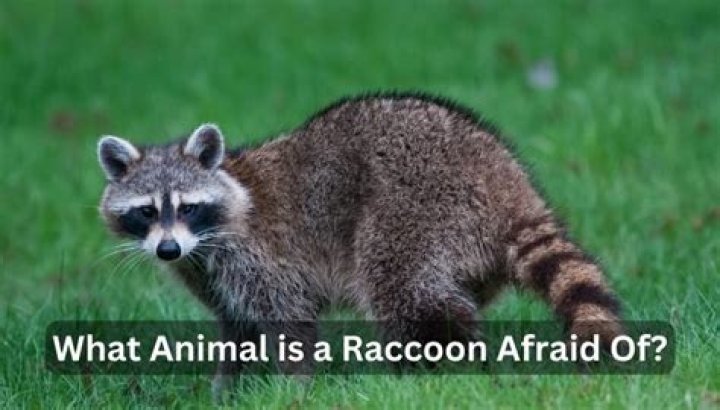 What animal is a raccoon afraid of?
