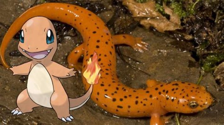 What animal is Charmander?