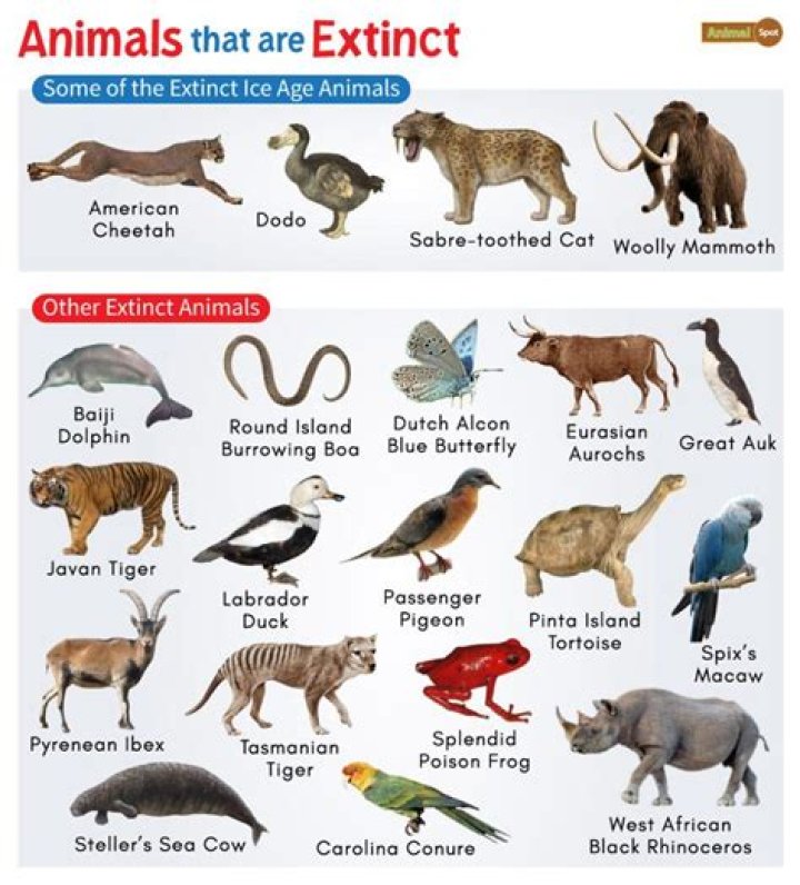 What animal is Silzous?