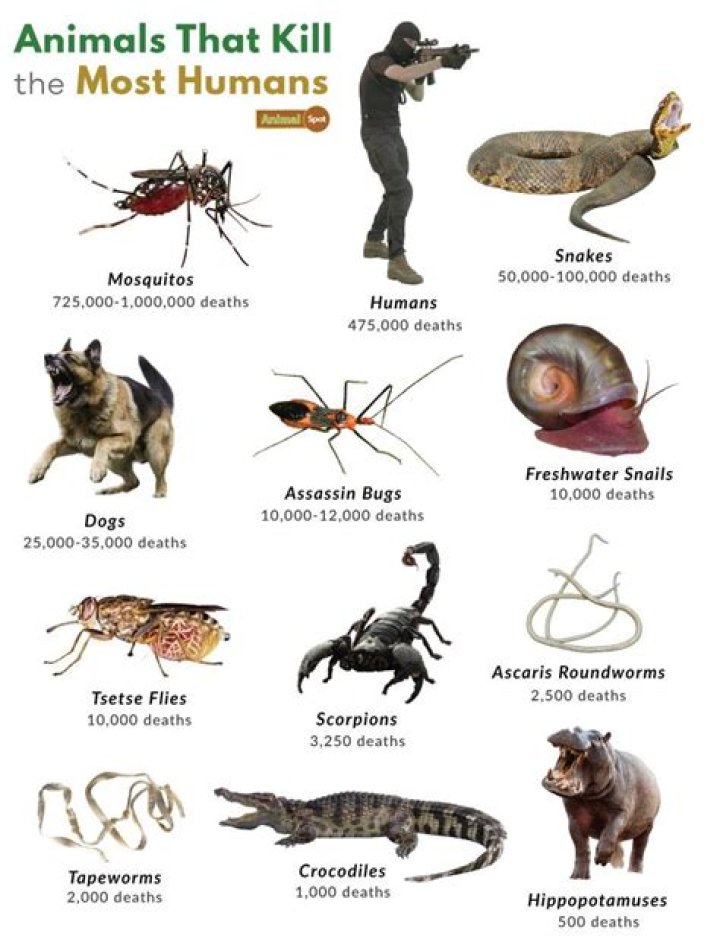 What animal kills frogs?