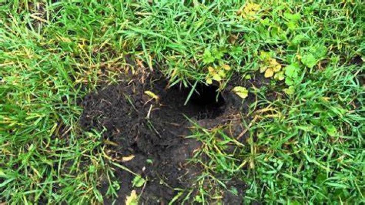 What animal makes small round holes in the ground?