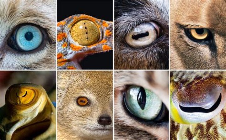 What animal only has one eye?