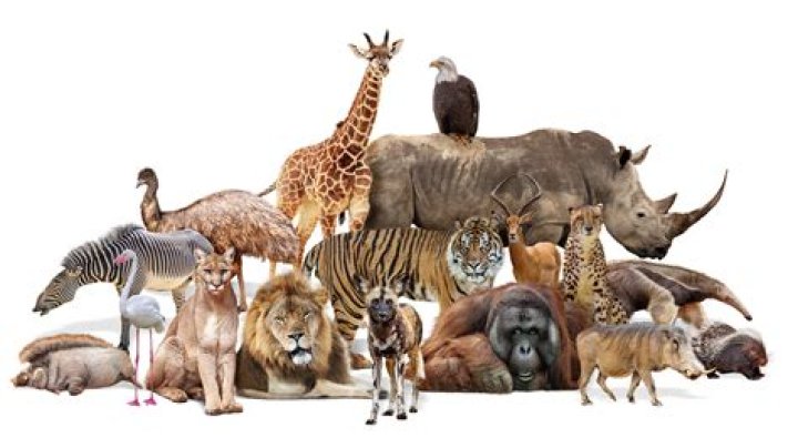 What animals do not pee?