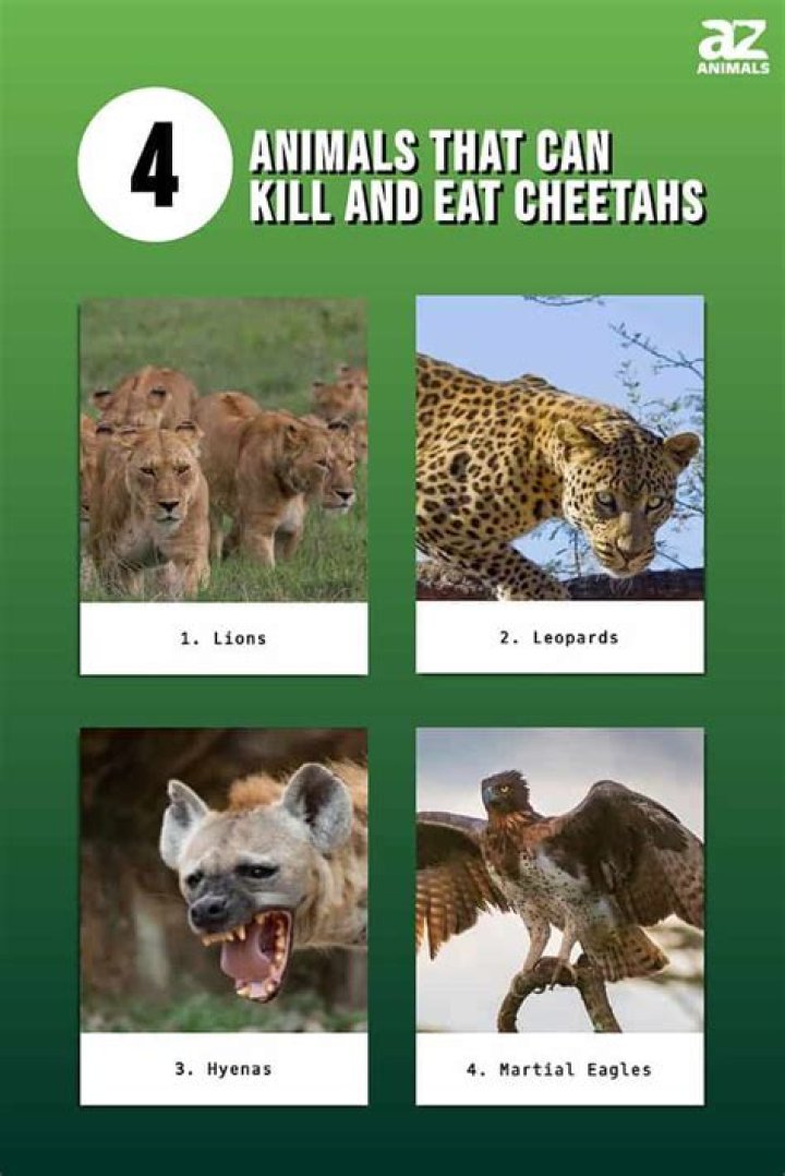 What animals eat lions cheetahs?