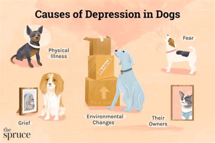 What animals get depressed?