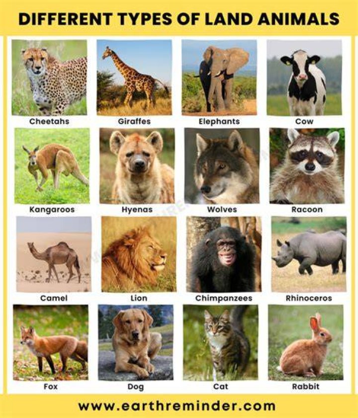 What animals have the best lives?