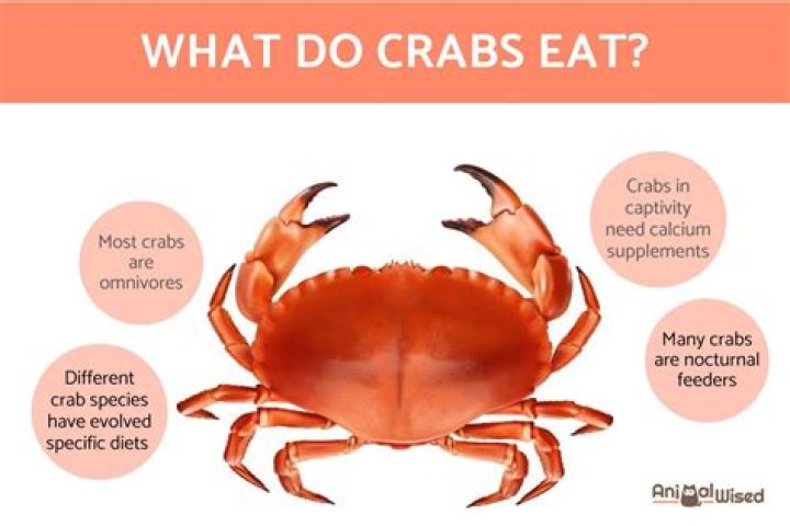 What are cannibal crabs?