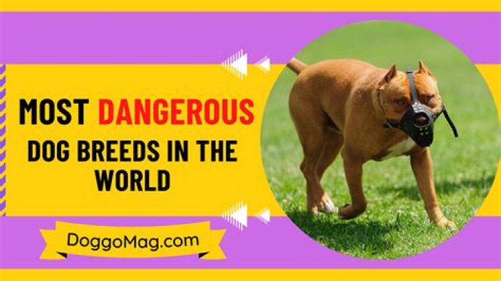 What are dogs scared of the most?