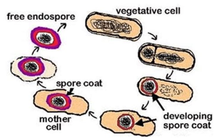 What are endospores used for?