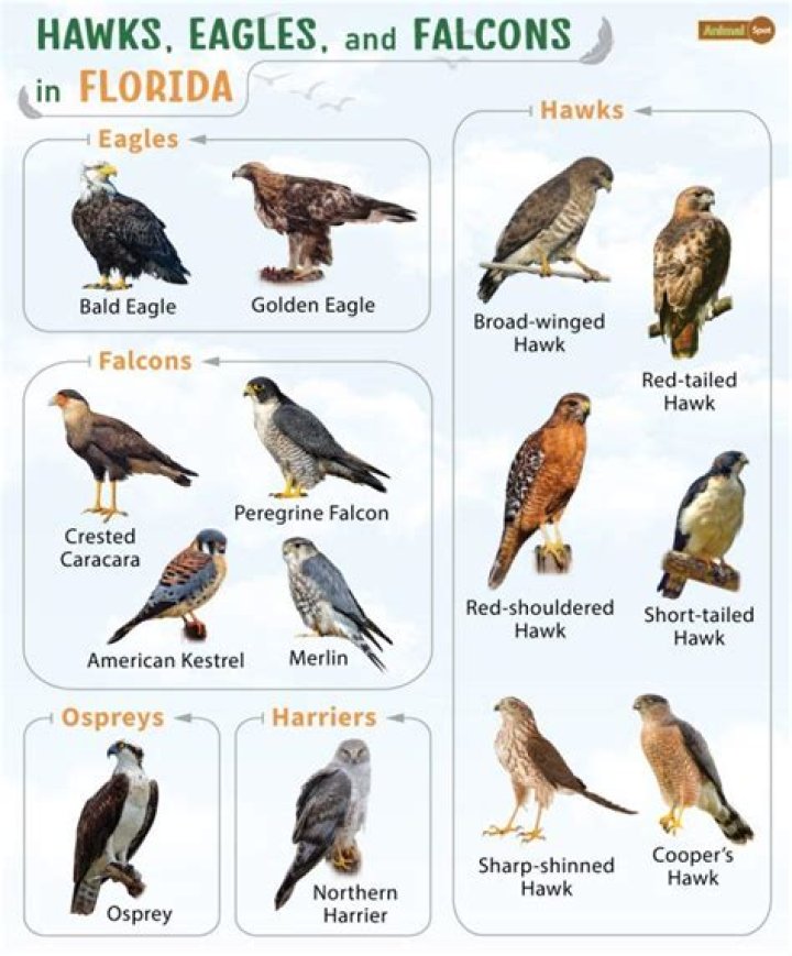 What are falcons afraid of?