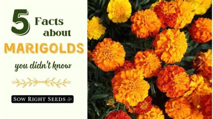 What are marigolds good for?