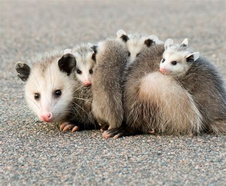 What are opossum babies called?