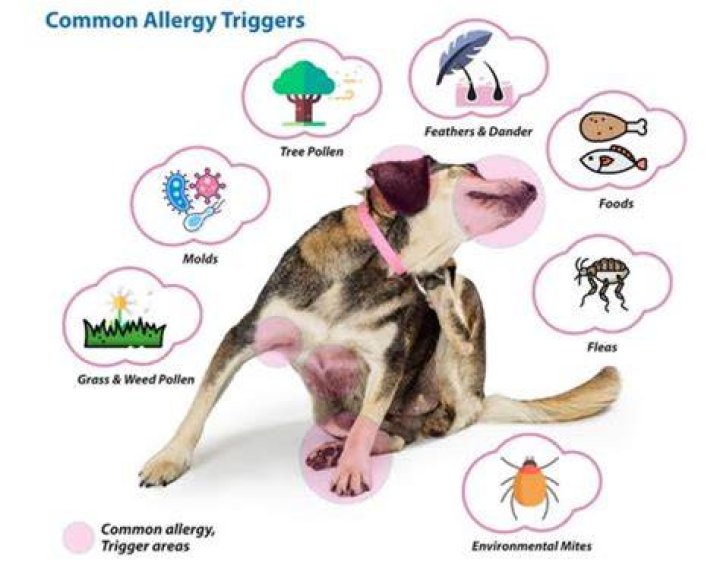 What are signs of dog allergies?