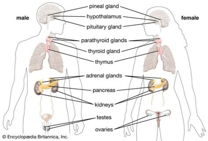 What are the 3 glands?