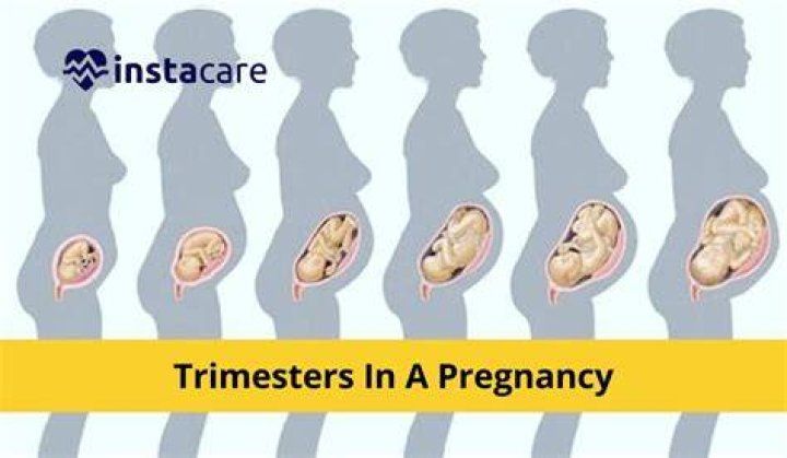 What are the 3 trimesters of pregnancy?
