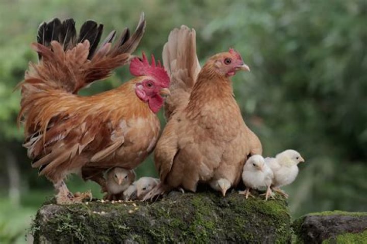 What are the benefits of having a rooster with hens?
