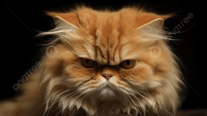 What are the cats that look angry?