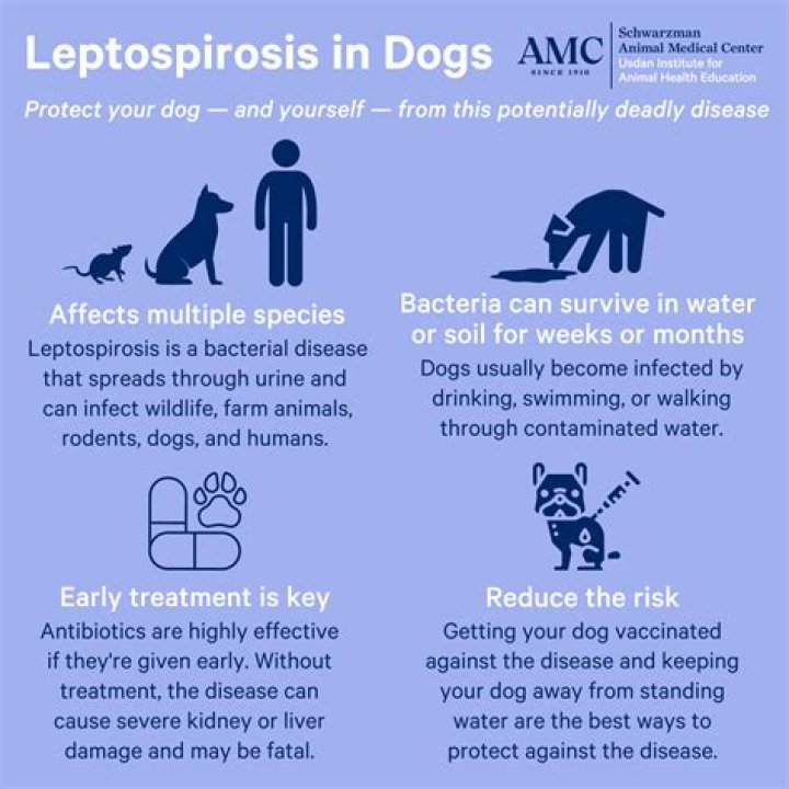 What are the chances of a dog getting lepto?