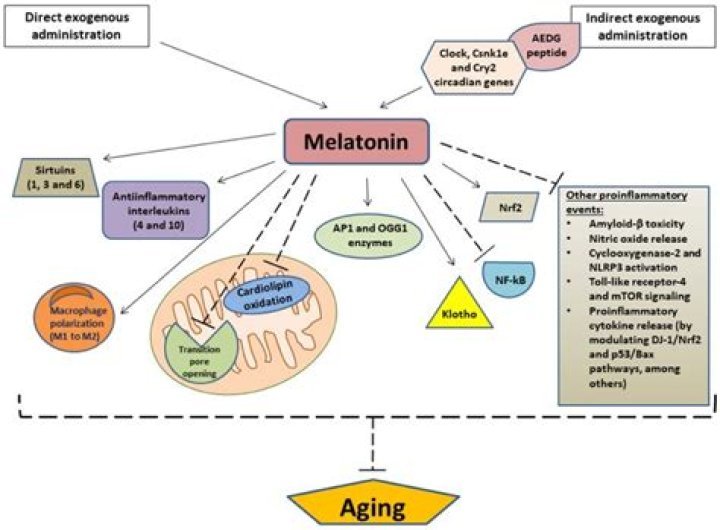 What are the cons of taking melatonin?