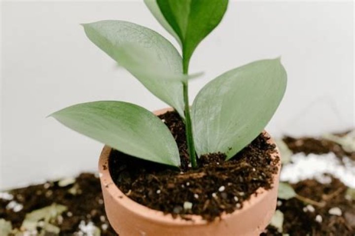 What are the little white balls in potting soil?