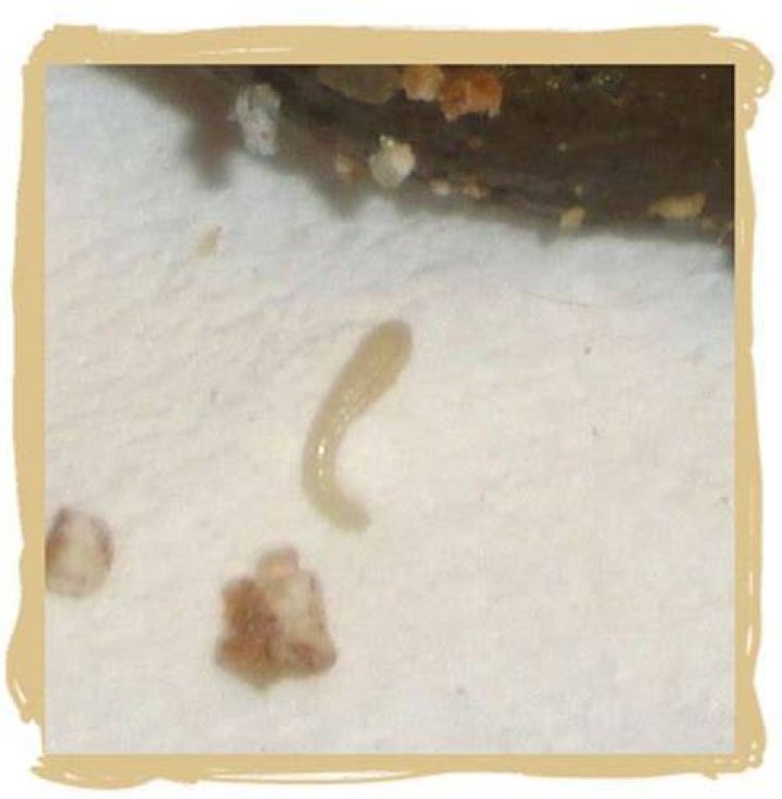 What are the little white worms in my blackberries?