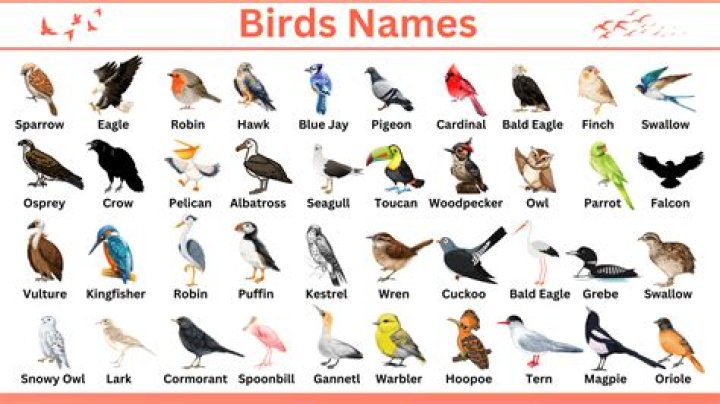 What are the names of the birds in Bolt?
