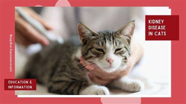What are the signs of a cat dying from kidney failure?