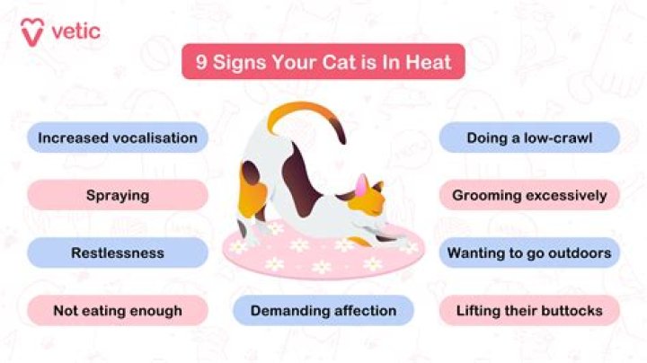 What are the signs of a male cat in heat?