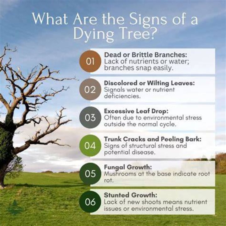 What are the signs that a tree is dying?