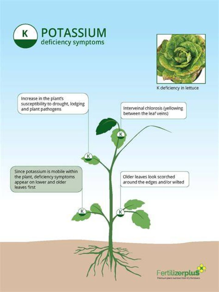What are the symptoms of potassium deficiency in plants?