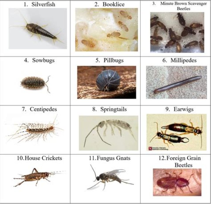 What are the tiny bugs that look like dots?
