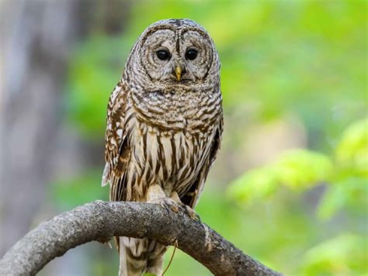 What are threats to owls?