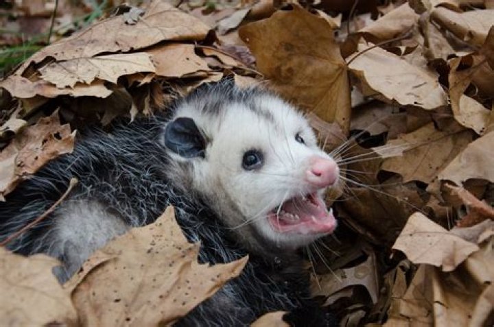 What attracts possums to your yard?