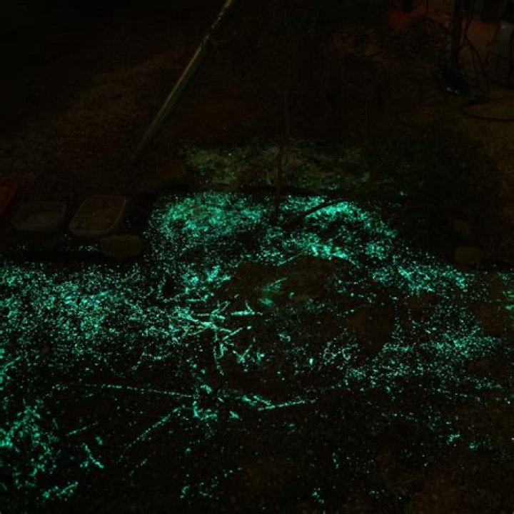 What bacteria glows under black light?